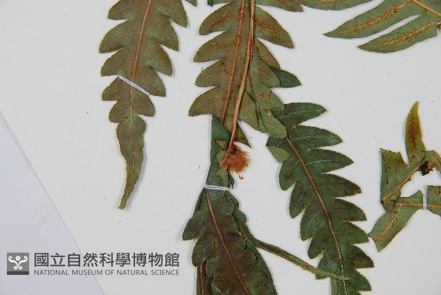 生芽狗脊蕨、頂芽狗脊蕨藏品圖，第4張