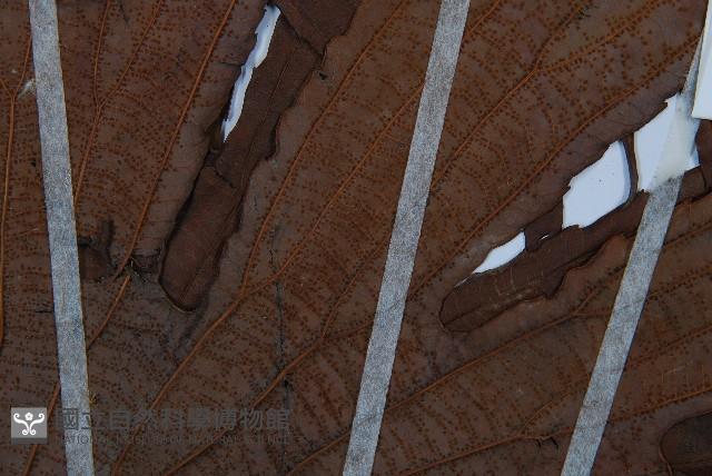 雙扇蕨藏品圖，第4張