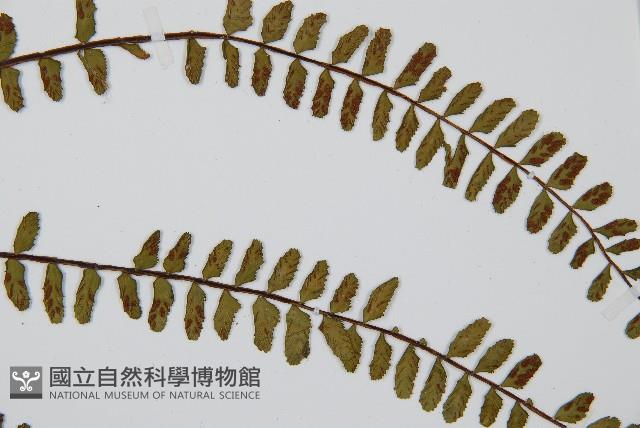 三翅鐵角蕨藏品圖，第4張