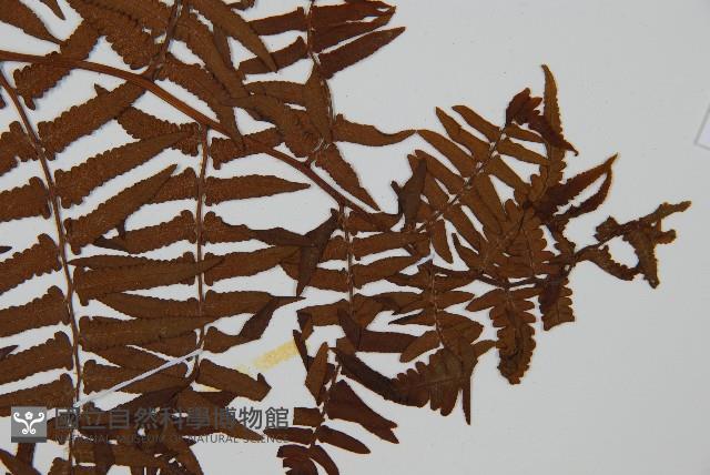 菜蕨藏品圖，第4張