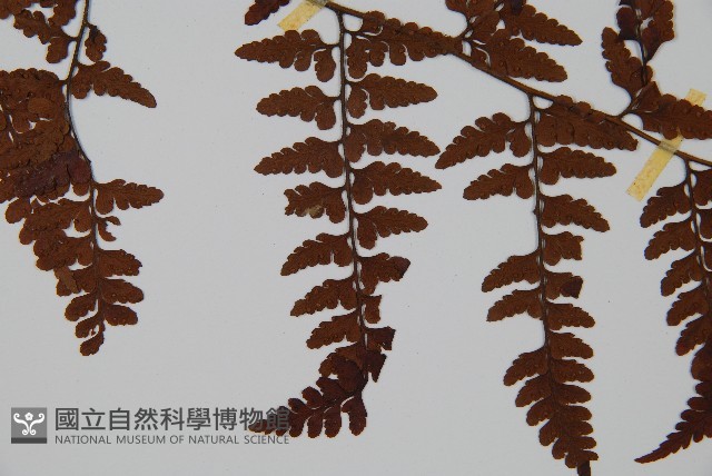 臺灣鱗蓋蕨藏品圖，第4張