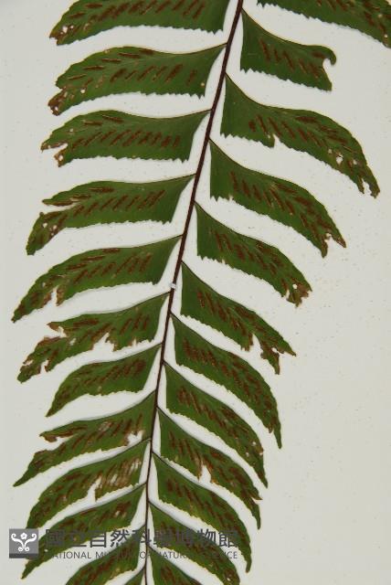 剪葉鐵角蕨藏品圖，第4張