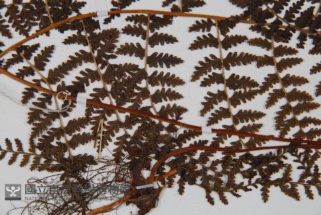 登錄號:P005424藏品圖，第4張