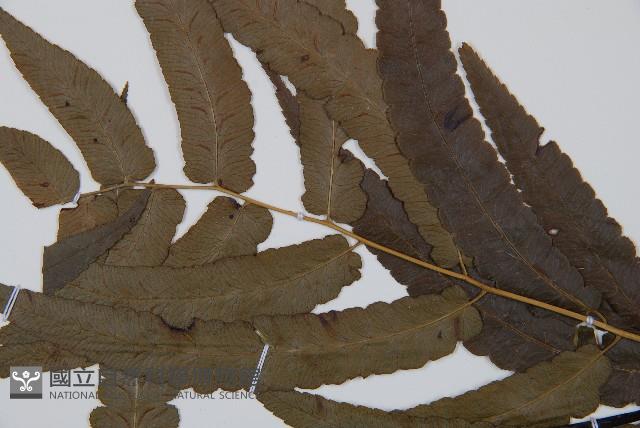 江南短腸蕨藏品圖，第4張