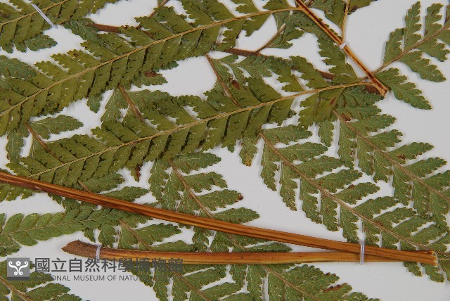 粗毛鱗蓋蕨藏品圖，第4張