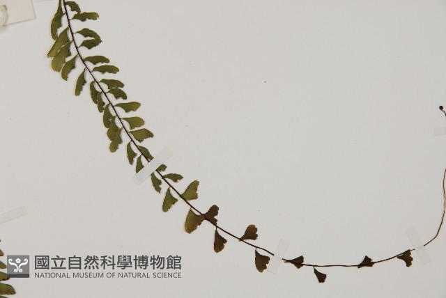 鞭葉鐵線蕨藏品圖，第4張