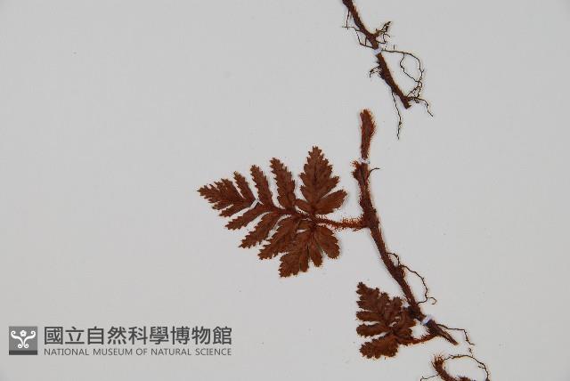 陰石蕨藏品圖，第4張