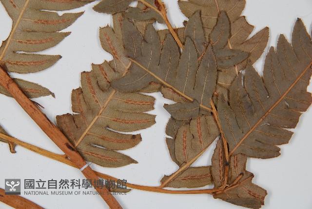 生芽狗脊蕨、頂芽狗脊蕨藏品圖，第4張