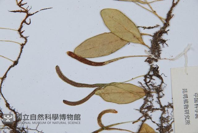 鐵角蕨藏品圖，第4張