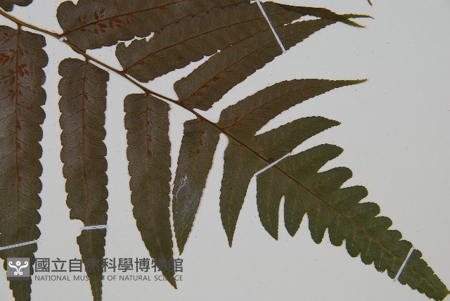 廣葉鋸齒雙蓋蕨藏品圖，第3張