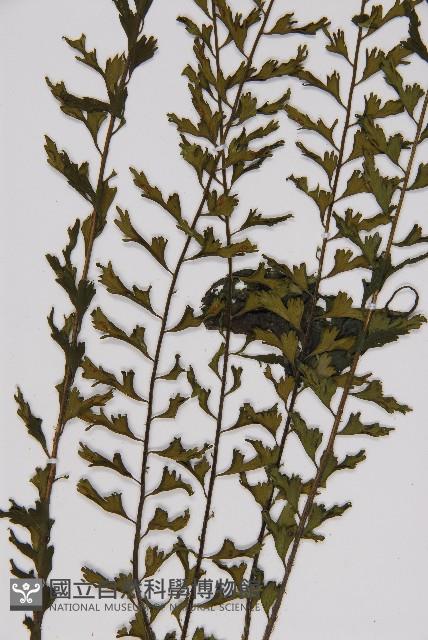 鱗柄鐵角蕨藏品圖，第4張