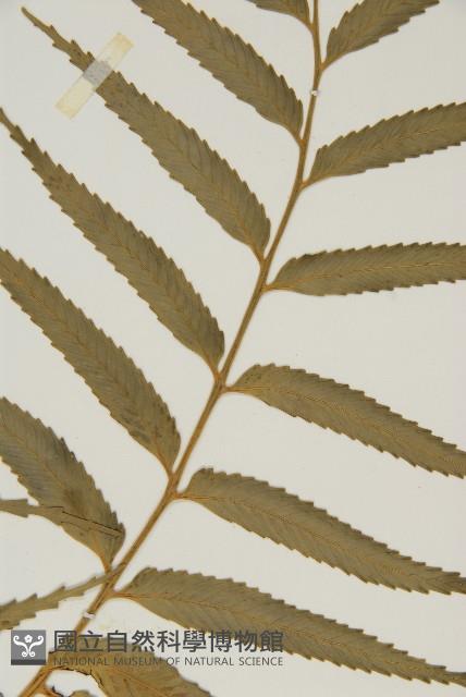 蘭嶼鐵角蕨藏品圖，第4張