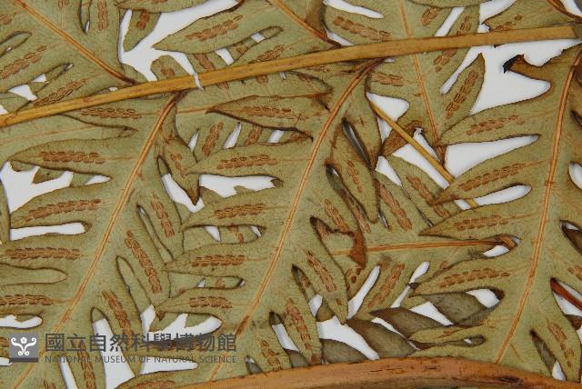 日本狗脊蕨藏品圖，第4張