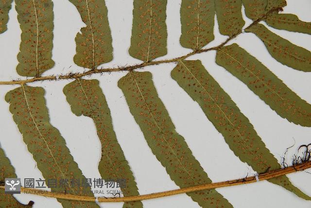 桫欏鱗毛蕨藏品圖，第4張