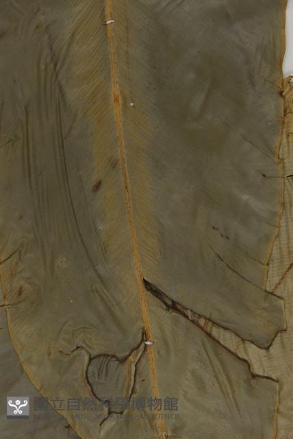 南洋山蘇花藏品圖，第3張