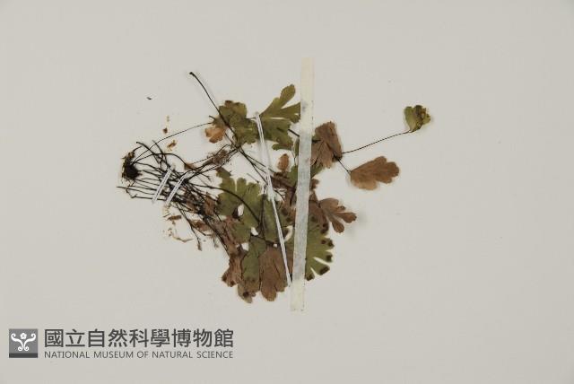 鐵線蕨藏品圖，第4張