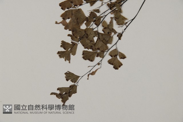 鐵線蕨藏品圖，第4張
