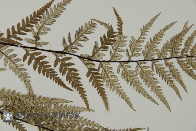 粉葉蕨藏品圖，第4張