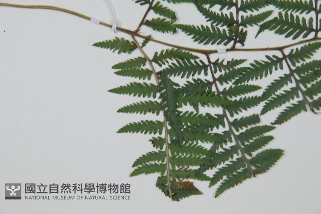 日本蹄蓋蕨藏品圖，第4張