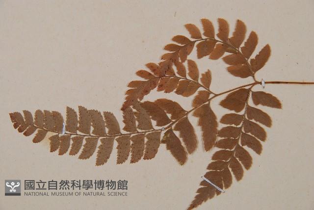 斜方複葉耳蕨藏品圖，第3張