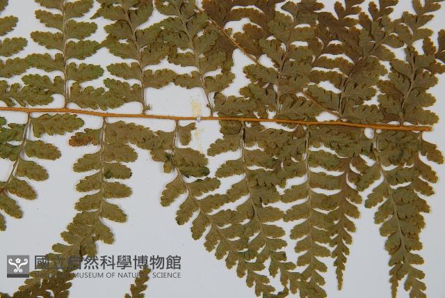 司氏碗蕨藏品圖，第4張