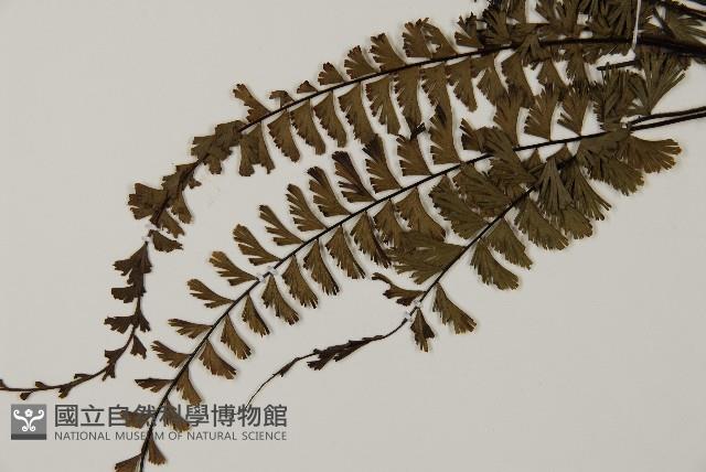 鞭葉鐵線蕨藏品圖，第4張