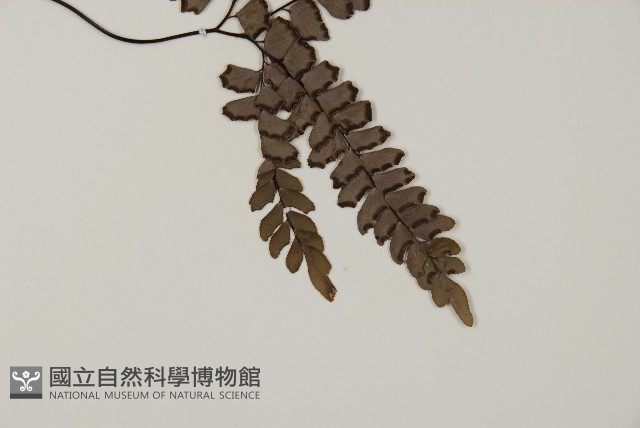 扇葉鐵線蕨藏品圖，第3張