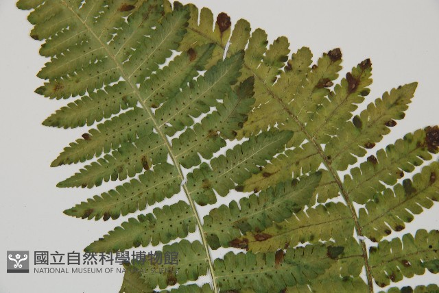 南洋假鱗毛蕨藏品圖，第4張
