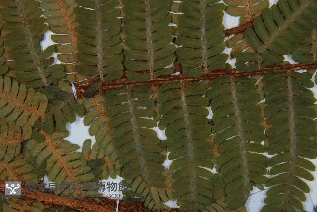 綿馬鱗毛蕨藏品圖，第4張