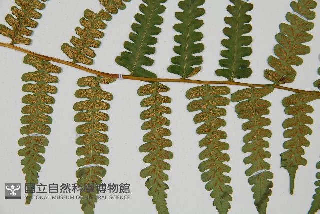 擬德氏雙蓋蕨藏品圖，第3張