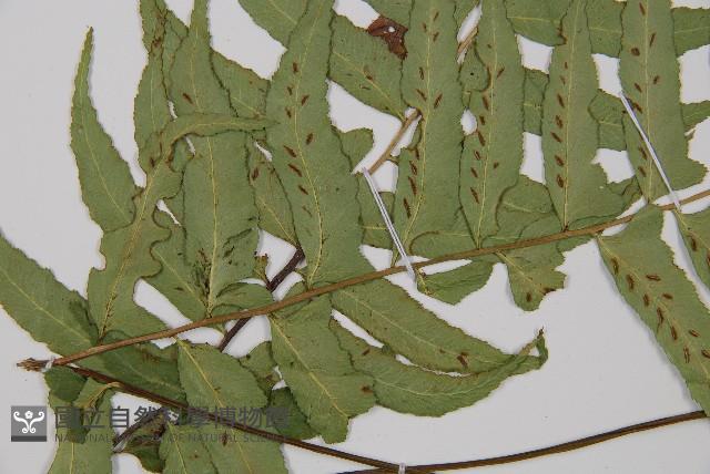 鋸齒雙蓋蕨、線葉雙蓋蕨、刺鱗雙蓋蕨藏品圖，第4張