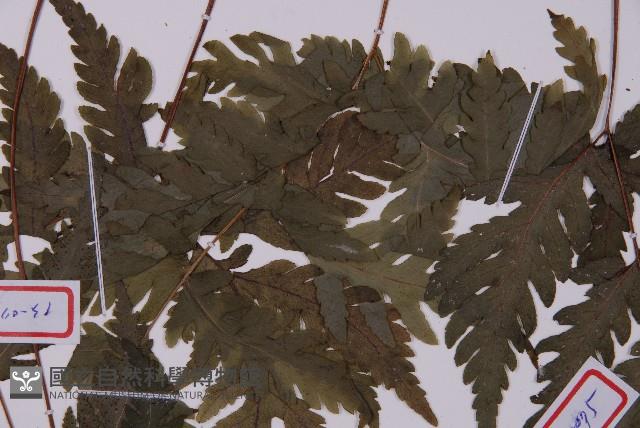 薄葉三叉蕨藏品圖，第4張