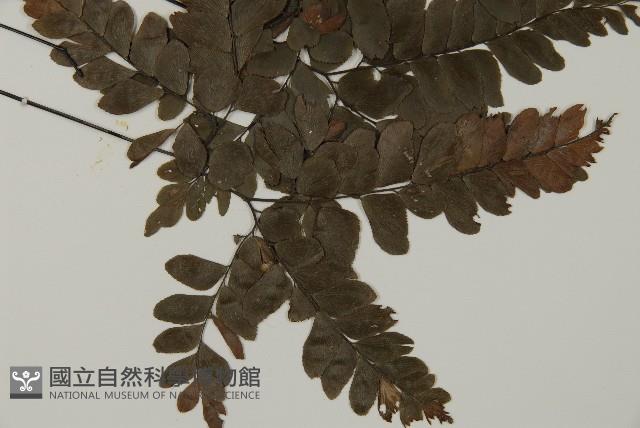 扇葉鐵線蕨藏品圖，第3張
