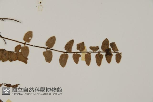 金毛裸蕨藏品圖，第4張