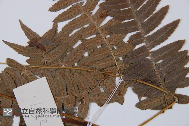 江南短腸蕨藏品圖，第4張