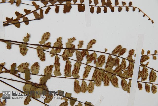 三翅鐵角蕨藏品圖，第4張