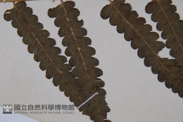 廣葉鋸齒雙蓋蕨藏品圖，第3張