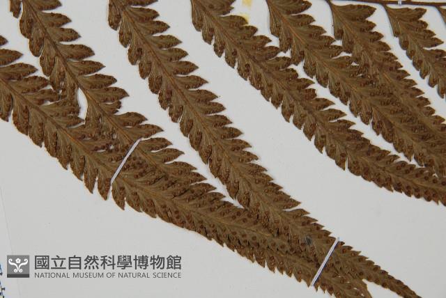 光葉鱗蓋蕨藏品圖，第7張