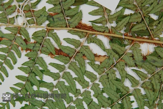 闊鱗鱗毛蕨藏品圖，第4張