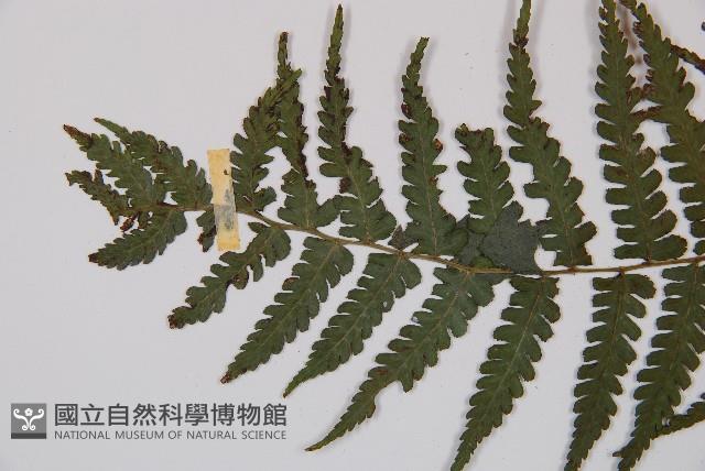 奄美短腸蕨藏品圖，第4張