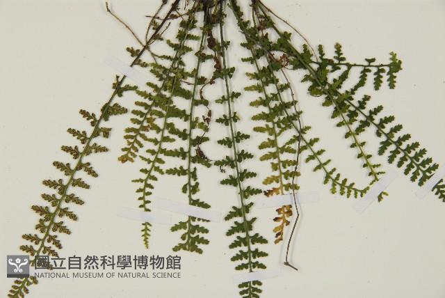 縮羽鐵角蕨藏品圖，第4張