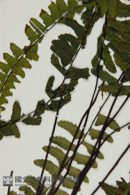 生芽鐵角蕨藏品圖，第1張