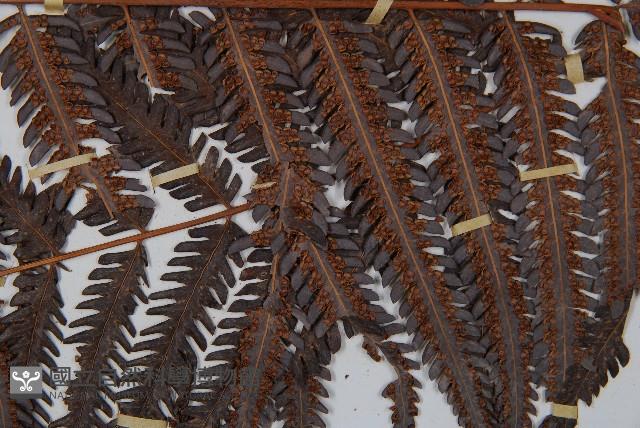 金狗毛蕨藏品圖，第4張