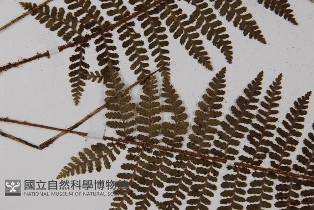 川上氏肋毛蕨藏品圖，第2張