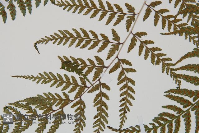 山蹄蓋蕨藏品圖，第4張