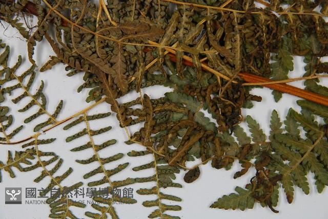 姬蕨藏品圖，第4張