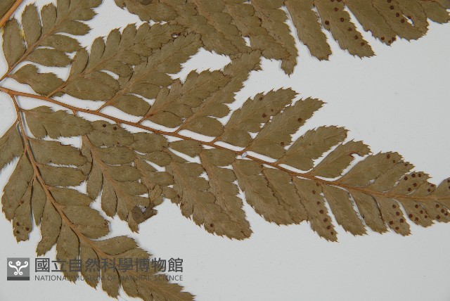 小葉複葉耳蕨藏品圖，第4張