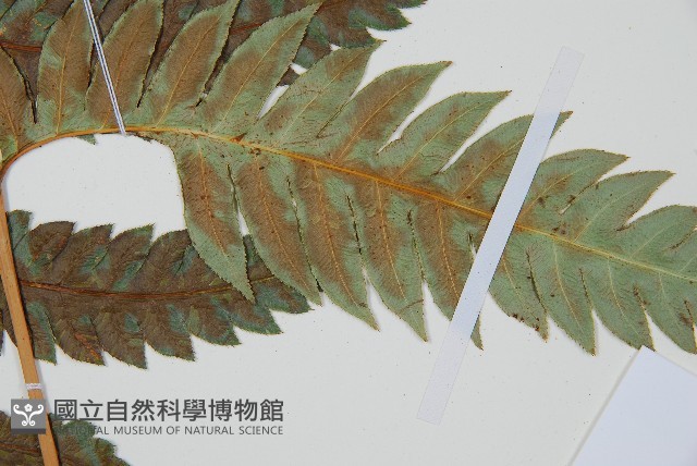 生芽狗脊蕨、頂芽狗脊蕨藏品圖，第4張