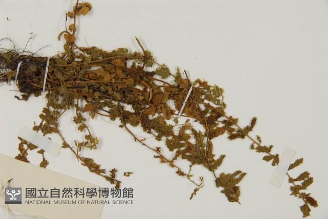 縮羽鐵角蕨藏品圖，第4張
