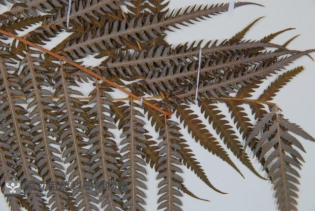 臺灣金狗毛蕨藏品圖，第3張